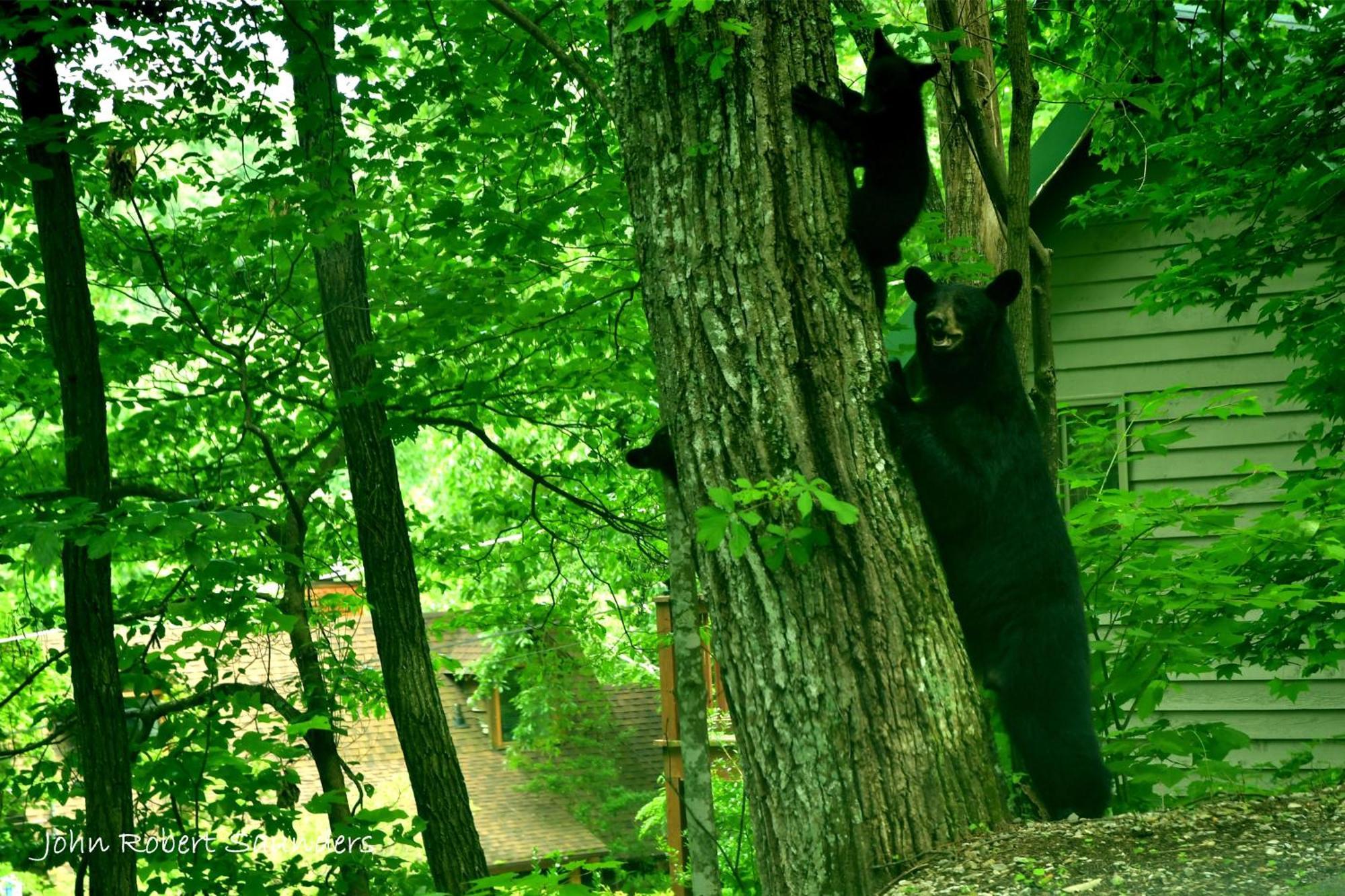 Wild Thing #1525 Villa Gatlinburg Eksteriør billede